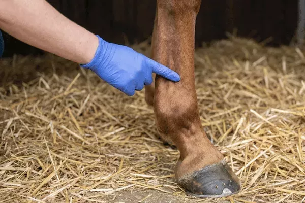 Fesselträgerschaden beim Pferd - Fesselträgerschaden Pferd: Ratgeber zu Behandlung, Kosten &amp;amp; Reha