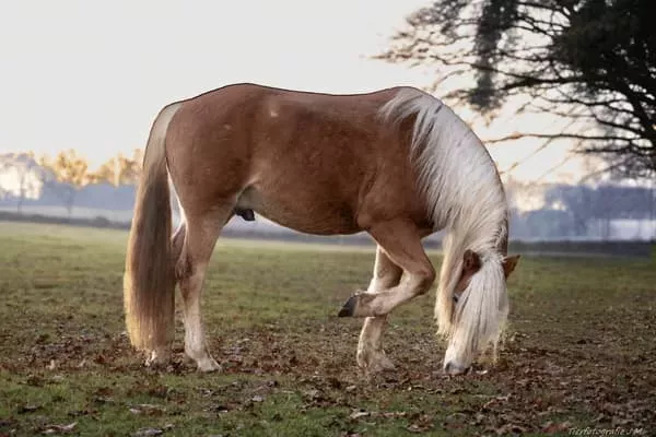 Rasseportrait Haflinger - Haflinger Rasseportrait – Haltung, Charakter &amp;amp; Wintertipps