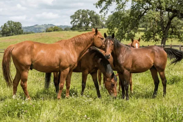 Gesetzliche Auflagen Pferdehaltung - Gesetzliche Auflagen Pferdehaltung: Anforderungen und Tipps für Halter
