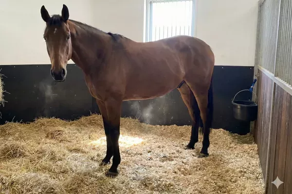 Das beste Einstreu für Pferde - Das beste Einstreu für Pferde: Vergleich, Kosten &amp;amp; Gesundheit