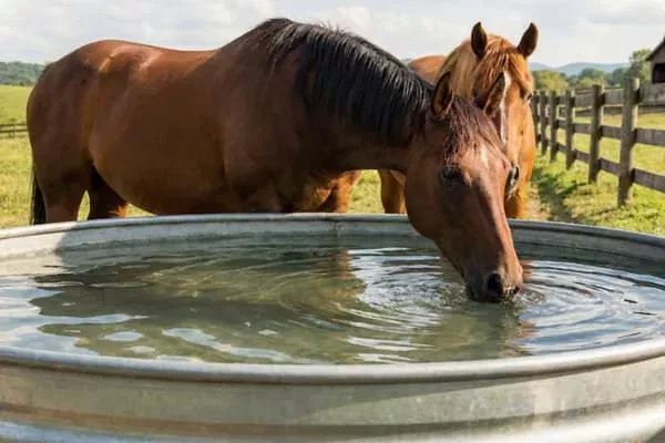 Wie viel trinkt ein Pferd am Tag? - Wie viel trinkt ein Pferd am Tag? Wichtige Fakten zur Wasseraufnahme