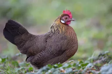Gluckenverhalten bei Hühnern – erkennen, verstehen &amp; richtig unterstützen - Gluckenverhalten bei Hühnern – Bruttrieb, Pflege &amp;amp; Tipps für Halter