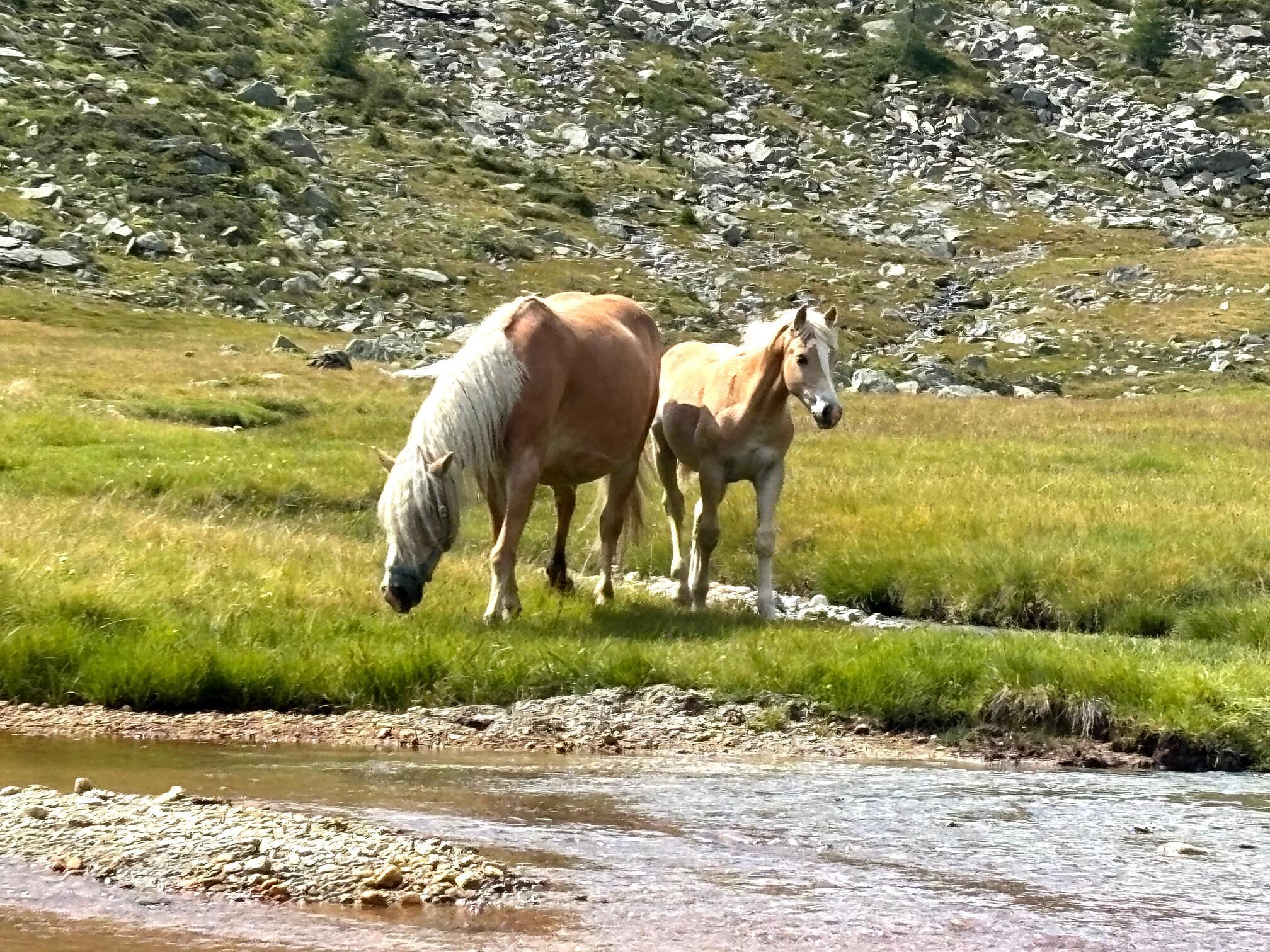 Haflinger in alpiner Landschaft.
