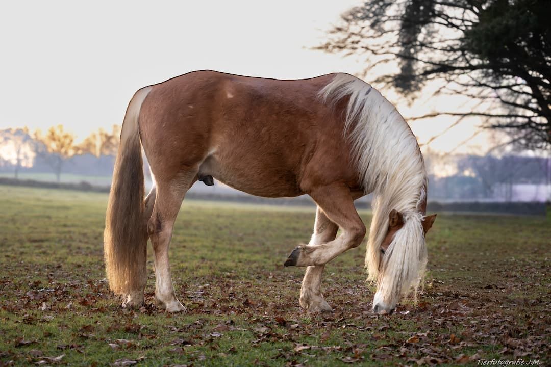 Haflinger in alpiner Landschaft.