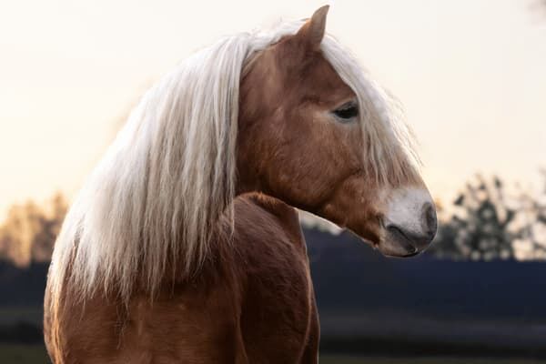 Haflinger in natürlicher Umgebung.