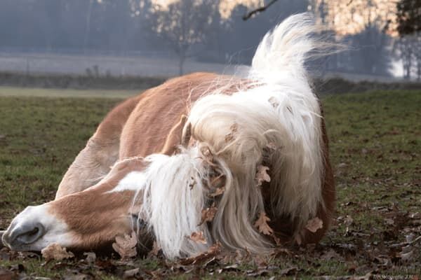 Haflinger im Galopp.
