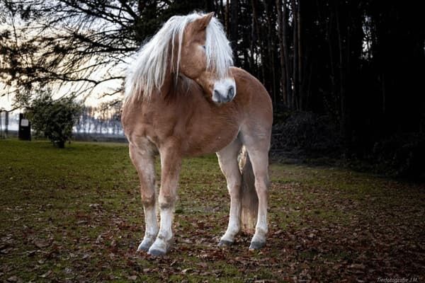 Haflinger in natürlicher Umgebung.