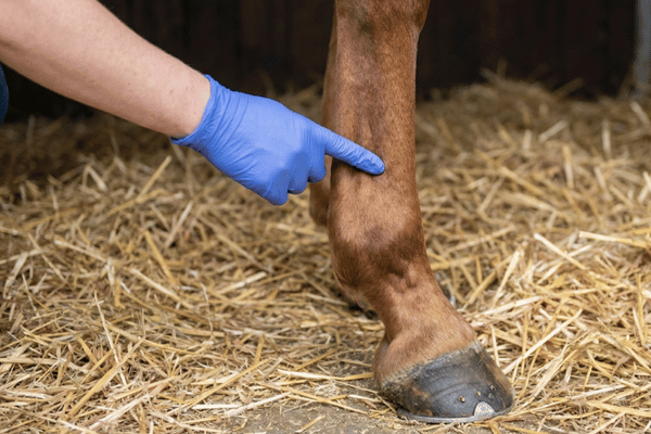 Fesseltraegerschaden beim Pferd