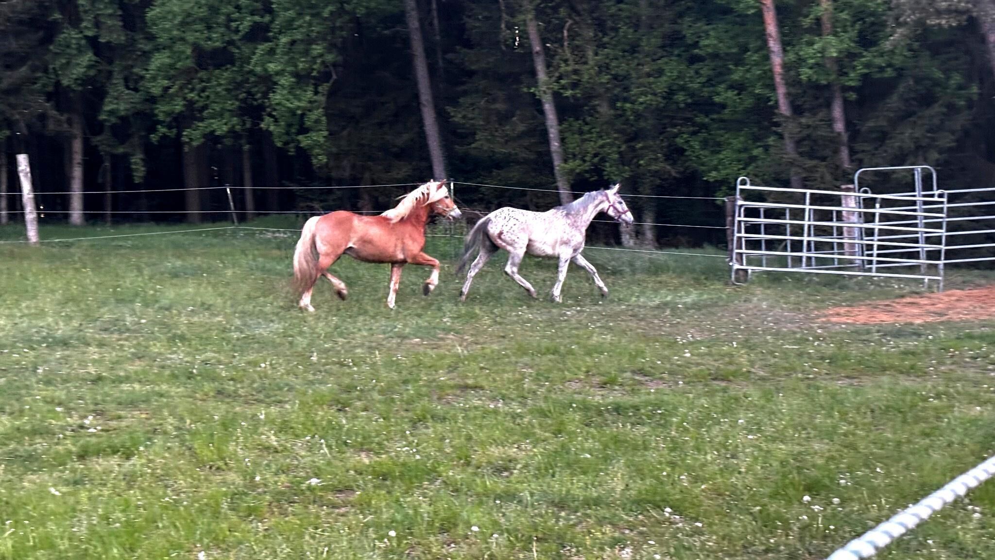 Haflinger im Galopp.