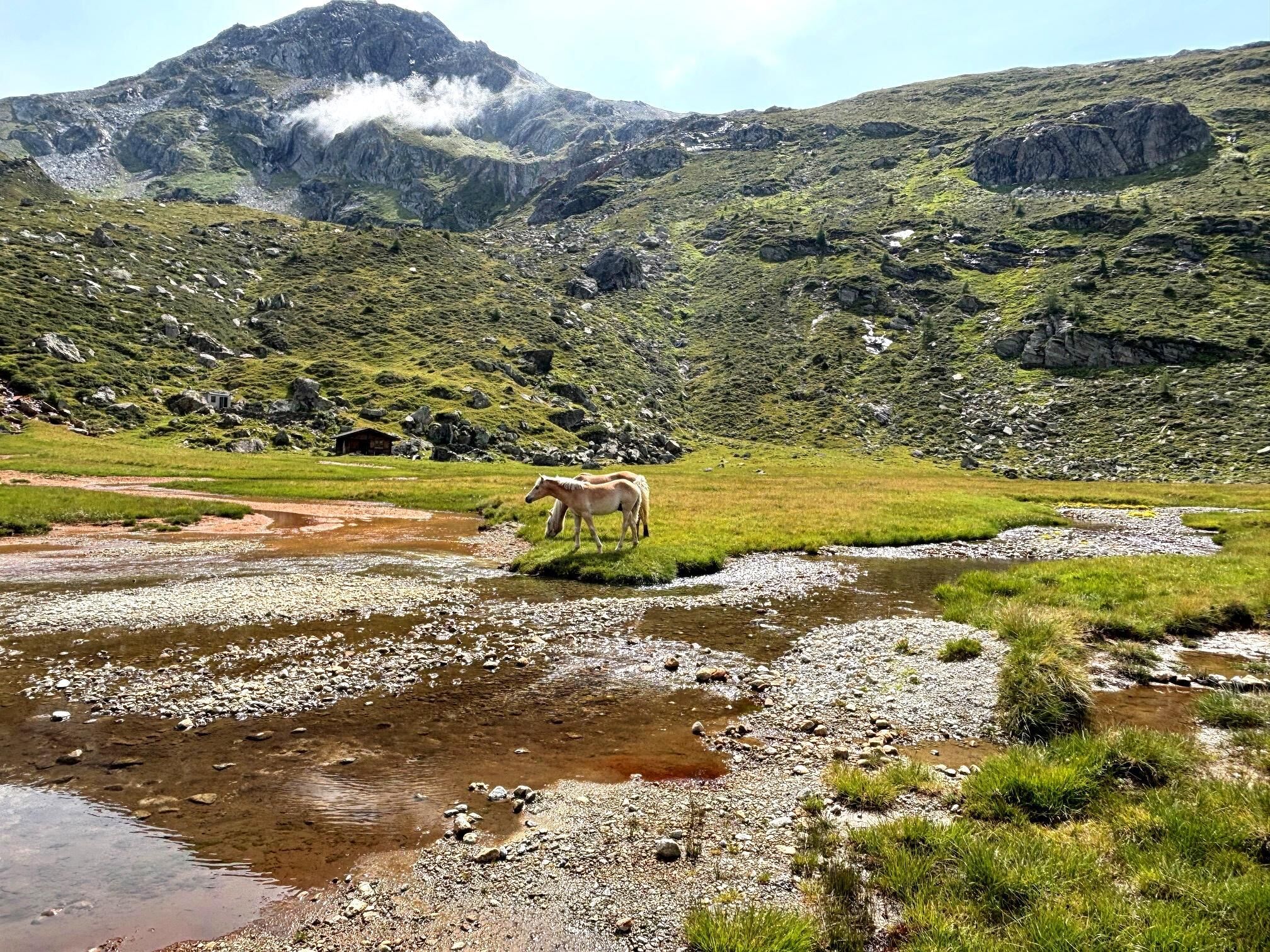 Haflinger in natürlicher Umgebung.