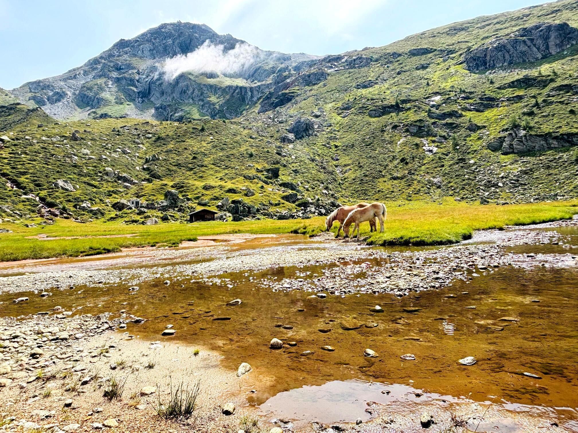 Haflinger in natürlicher Umgebung.