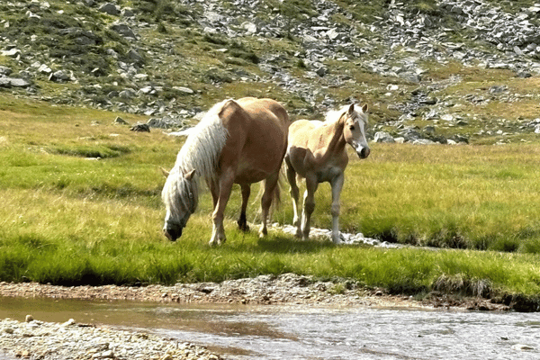 Haflinger in alpiner Landschaft.