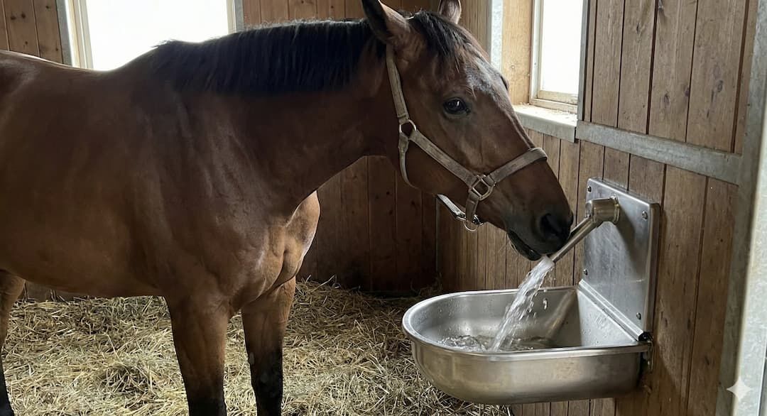 Pferd trinkt in der Box