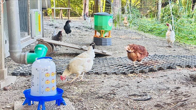 Hühnertränke für den Stall
