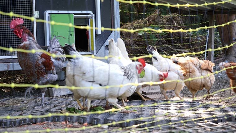 Hühnerzaun im Einsatz