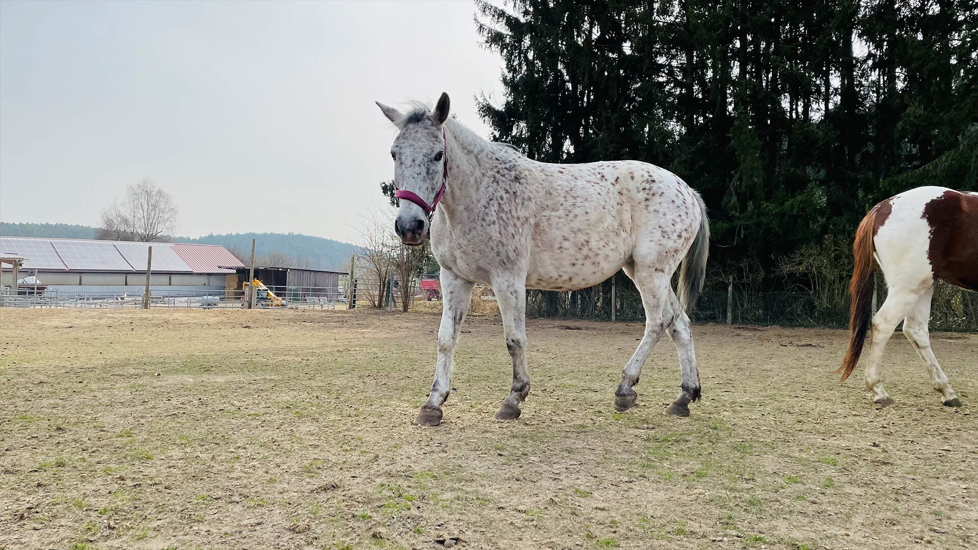 Alles rund ums Pferd