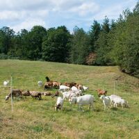 Schafnetz horinetz 120 cm – 50 m, elektrifizierbar...