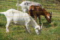 Schafnetz horinetz 120 cm – 50 m, elektrifizierbar mit Doppelspitze