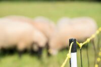 Schafnetz horinetz mit Erdungsleiter 120 cm – 50 m, elektrifizierbar