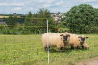 Schafnetz horinetz high energy mit Erdleiter | 90 cm hoch | 50 m lang | Doppelspitze | elektrifizierbar