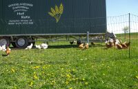 Geflügelnetz farmer® 110 cm – 50 m, elektrifizierbar mit Fiberglaspfählen & Doppelspitze