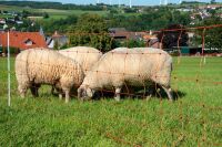 Schafnetz farmer®| Fiberglaspfähle | 90 cm hoch | 50 m lang | elektrifizierbar | Doppelspitze