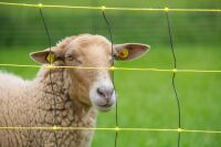 Wolfabwehrnetz horinetz super plus – 50 m, 90/120 cm, elektrifizierbar