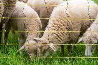 Wolfsabwehrnetz | 145 cm hoch | 50 m lang | Doppelspitze | elektrifizierbar