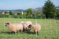 Schafnetz turbomax extra 90 cm – 50 m, elektrifizierbar mit Einzelspitze