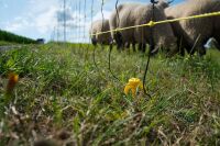 Schafnetz horinetz 90 cm – 50 m, elektrifizierbar mit Einzelspitze