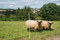 Schafnetz horinetz 90 cm – 50 m, elektrifizierbar...