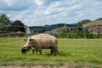 Schafnetz horinetz 90 cm – 50 m, elektrifizierbar mit Einzelspitze