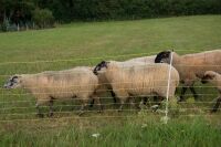 Schafnetz horinetz 105 cm – 50 m, elektrifizierbar mit Einzelspitze