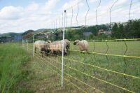 Schafnetz horinetz 105 cm – 50 m, elektrifizierbar mit Einzelspitze