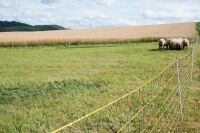Schafnetz horinetz 105 cm – 50 m, elektrifizierbar mit Einzelspitze