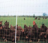 Geflügelnetz 105 cm – 50 m, elektrifizierbar mit Einzelspitze
