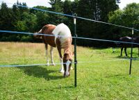 Weidezaunband hotshock® T12 | 200 m |12 mm | 6 Leiter