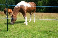 Weidezaunband hotshock® T12 | 200 m |12 mm | 6 Leiter