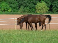 Weidezaunband farmer® T40-W | 200 m | 40 mm | 8 Leiter