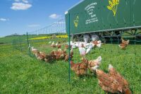 Geflügelnetz ranger® security 105 cm – 50 m, Einzelspitze ohne Strom