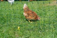 Geflügelnetz ranger® security 105 cm – 25 m, ohne Stromleiter