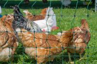 Geflügelnetz ranger® security 105 cm – 25 m, ohne Stromleiter