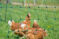 Geflügelnetz ranger® security 105 cm – 50 m, Doppelspitze ohne Strom