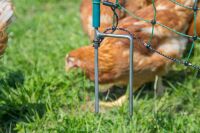 Geflügelnetz ranger® security 105 cm – 50 m, Doppelspitze ohne Strom