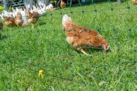 Geflügelnetz ranger® security 105 cm – 25 m, Doppelspitze ohne Strom