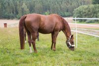 Kunststoffpfahl ranger® I 150 cm I Doppeltritt I 10 Stück