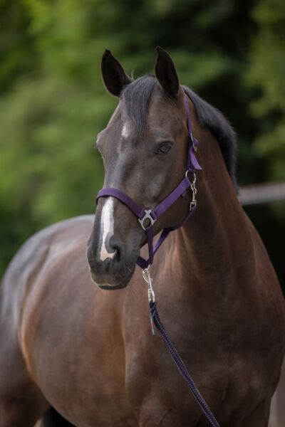 Nylonhalfter in verschiedenen Farben