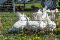 Hühnerzaun easyLine 105 cm – 25 m oder 50 m, mit Doppelspitze (ohne Strom)