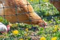 Hühnerzaun easyLine 105 cm – 25 m oder 50 m, mit Doppelspitze (ohne Strom)