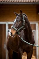 Halfter Samt grün inklusive Strick